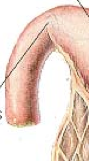 Muscular sphincter of the stomach that regulates the release of chyme (digested, mixed food) into small intestine.