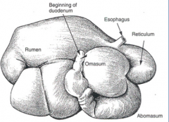 One true stomach (abomasum) consisting of three forestomachs (rumen, reticulum, omasum)