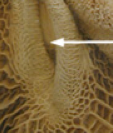 Esophageal groove of the wall of the reticulum sends liquid from the esophagus to the omasum. Disappears with age. Suckling triggers contraction to form groove.