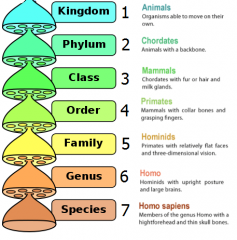 The assignment of organisms to groups within a system of categories distinguished by structure, origin, etc.


Relate to K5 because those are levels of classification