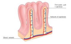Small, fingerlike projections that extend into the small intestine to increase surface area and absorption.