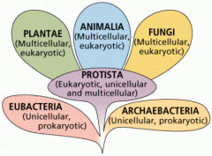 A taxonomic category  of the highest rank,   grouping together all forms of life having certain fundamental  characteristics in  common


Relate to K5 and K6 because of the different kingdoms and their categories