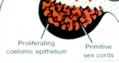 coelomic epithelium 