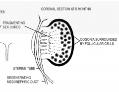 PGM ---> Oogenia (later becomes oocyte)Sex cords ---> Follicular cells