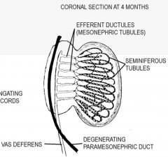 1. sex cords ----> seminferous tubules. The cells form the Sertoli Cells capable of secreting
Antimuellerian hormone (AMH)

2. Differentiate into Leydig cells (secrete testosterone)

3. Spermatogonia 