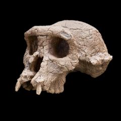 Sahelanthropus

The first early humans, or hominins, diverged from apes sometime between 6 and 7 million years ago in Africa. Sahelanthropus tchadensis has two defining human anatomical traits: 1) small canine teeth, and 2) walking upright on tw...