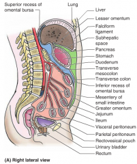 sac is subdivided by transverse colon & transverse mesocolon into-
supracolic compartment: spleen, stomach, liver
infracolic compartment: small intestine, ascending colon, descending colon
^infracolic subdivided by mesentary of small intestine ...