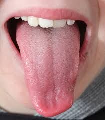 What is the tongue used for in digestion? 