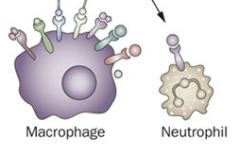 Neutrophils and macrophages
