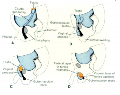 - active process
- vaginal process and acquires layers of abdominal wall to make the spermatic cord
- testes and vas deferens follow the same path as the vaginal process, pushing it to the side.
- distal end of process becomes the tunica vaginalis 
