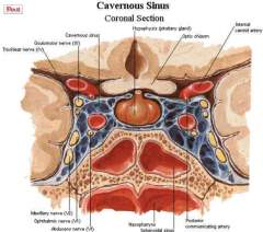 - Ausbildung eines arteriovenösen Shunts zwischen A. carotis interna und dem Sinus cavernosus (Spontan, Nach Kopftraumata, Seltene Anlageanomalien)