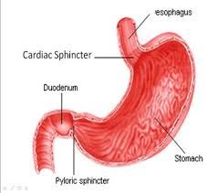 The cardiac spincter allows food to enter the stomach, the pyloric sphinter allows food to leave the stomach.