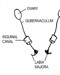 What does the gubernaculum form in the female?
