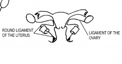 The part of the gubernaculum between the ovary and the uterus becomes the
ligament of the ovary and the part between the uterus and the labium majus
becomes the round ligament of the uterus.