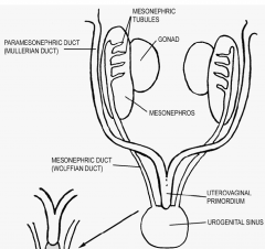 Urogential Primordium.
- lies posterior to the urogential sinus
