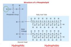one side hydrophilic other hydrophobic
helps large molecules enter the cell