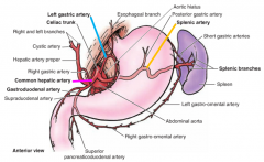 left gastric artery: (stomach & lower esophagus)

splenic artery: (neck, body, tail of pancreas, spleen)
-left gastro-omental (stomach)
-short gastric (stomach)

common hepatic artery:
-gastroduodenal (stomach, head of pancreas, duodenum)
...
