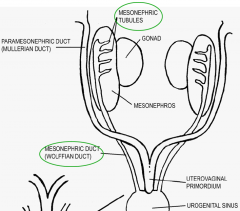 What do androgens from the Leydig cells of the developing testes induce with the mesonephric tubule and duct?