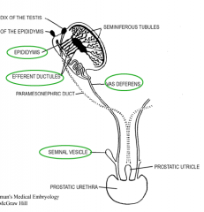 1. the mesonephric excretory tubules to link with the rete testis forming the efferent
ductules. 

2. the mesonephric duct to develop into the epididymis, vas deferens and ejaculatory
duct. 

3. the seminal vesicles to develop as outgrowths of ...