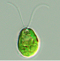 Chlamydomonas: not chlamydia, not pathogenic


-its photosynthetic, single-celled green alga


-wall of cellulose, motile


-stigma (eyespot) role in phototaxis, filled with photoreceptors, moves in response to light. (goes towards light)