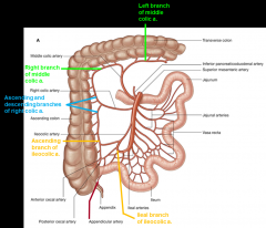 *Inferior pancreaticoduodenal (head of pancreas & duodenum)

*Intestinal (Jejunal & Ileal) arteries

*Middle colic (transverse colon)
-R & L

*Right colic (ascending colon)
-ascending & descending

*Ileocolic (terminal ileum, cecum, asce...