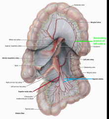 *Left colic artery (descending colon)
-ascending branch
-descending branch

*Sigmoid arteries (sigmoid colon)

*superior rectal artery (rectum & anal canal)