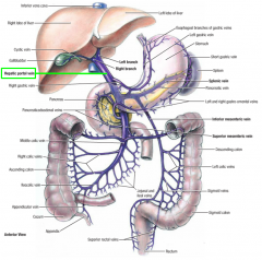 formed posterior to neck of pancreas by union of superior mesenteric vein & splenic vein

liver into inferior vena cava

*inferior mesenteric vein drains into splenic vein