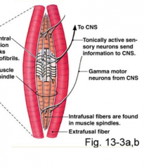 Infrafusal 

(Inside skeletal muscles -> The spindles are wrapped around)
