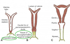 - uterovaginal primordium and
the endoderm of the urogenital sinus via the vaginal plate.