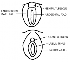 - the genital tubercle ---> glans clitoris
- the urogenital folds ---> labia minora 
- the labioscrotal swellings ---> labia majora