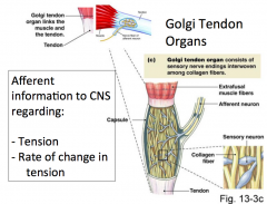 They are stretch tendons

And the sensors will get "squished" which creates the action potentials