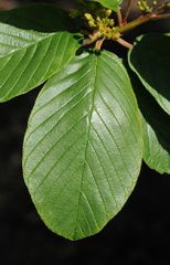 Leaf: Alternate simple Penniveined oblong

Twig: slender stout, reddish when pubesent 