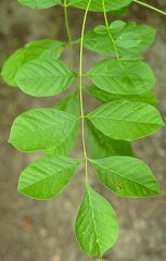 Leaf: Opposite pinnately compound 

Twig: stout and round, flattened at each node