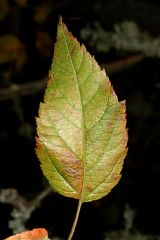 Leaf: Simple Deciduous alternate 1-3 lobes (2 smaller bilateral lobes

Twig: moderately slender pubescent = grey 