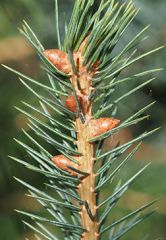 Leaf: evergreen 4 sided needle spirally arranged, each needle on raised woody peg 

Twig: Moderately stout reddish to orange brown  