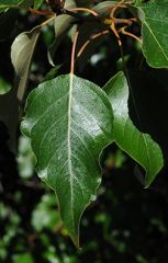 Leaf: Alternate simple deciduous silvery white below 

Twig: Stout greenish brown/olive grey ribbed/crosshatched pubescence  


