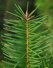 Leaf: Evergreen, single needles which lack pegs/suckers tips blunt or rounded

Twig: Slender/ redbrown Cones hang downward mousebutts