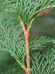 Leaf: Persistent, scale like, arranged in flattened sprays

twig: Pubescent flattened older rounded, slight zig zags reddish brown 