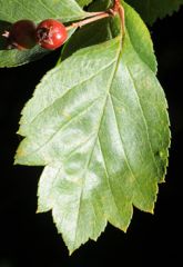 leaf: alternate simple, serrated to large tooth/ just serrated below mid point

Twig: slender, red/brown bearing 1" thorns