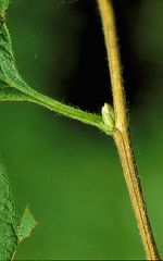 leaf: opposite, coarsly toothed

Twig: Slender, Basal sprouts very straight (arrow tip above nodule)