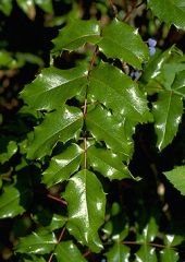 Leaf: Alternate pinnately compound, dark green glossy

twig: unbranched with leafs rising from single branches

Fruit: small dark/purple berries 