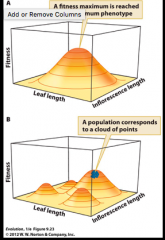 










Multipeaked
landscapes can limit optimal phenotypes






           - Looking at fitness; the global
fitness peak (biggest peak), but you have local peaks       