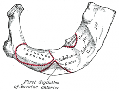 Attachment of scalenus anterior in past
