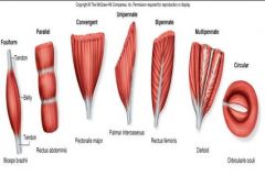 Produce a greater range of movement
than pennate arrangement; flat, fusiform, strap, radiate, sphincter/circular