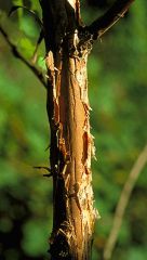 Leaf: Alternate, simple, lobed (3-5 lobes)

Twig: slender, orange brown, split and foliate in long strips

Flower: white, dense, upright hemisphere clusters