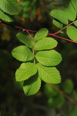 Leaf: alternate, pinnately compound, serrated elliptical leafs

Twig: moderate, purple with light bloom, small prickles
