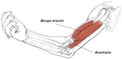 Spindle-shaped with central belly that tapers to tendons on each end
Ex: brachialis, biceps brachii