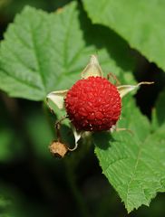 Rubus Parviflorus 