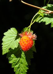 Rubus spectabilis 