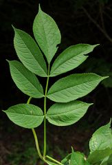 Leaf: opposite, pinnately compound, 5-7 lanceolate leaflets 

Twig: soft, spongy pith, opposite buds and leafs

Fruit: small, red, upright, dome clusters